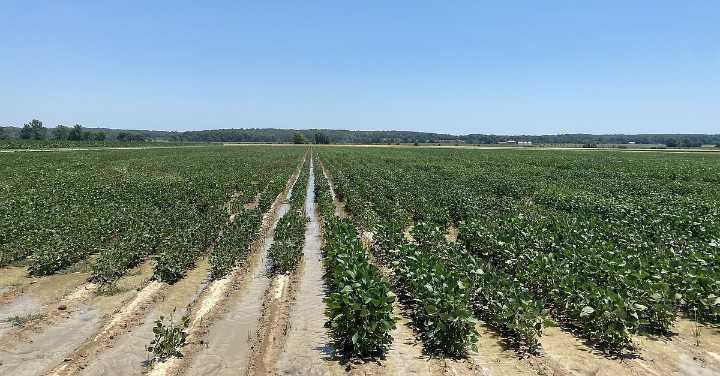 Early spring rains weigh on Arkansas harvest