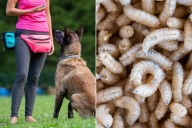 Rescue Dogs Learning to Sniff Out a Flesh-Eating Parasite Heading for the U.S.
