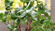 Por qué ponerle azúcar al árbol de jade: beneficios para la planta