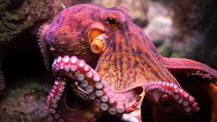 Octopus grabs boy's arm at aquarium at San Antonio Aquarium, mom says