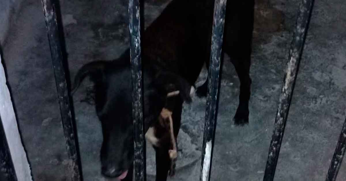 Autoridades de Yucatán ‘encarcelan’ a perrito que atacó a tres personas