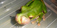 La extraña aparición de tumores en ranas desata alerta y moviliza a investigadores en Australia