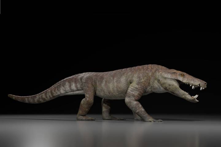 Científicos descubren cocodrilo gigante de 70 millones de años que devoraba dinosaurios