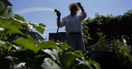 Green spaces are key to combating record heat in marginalized communities