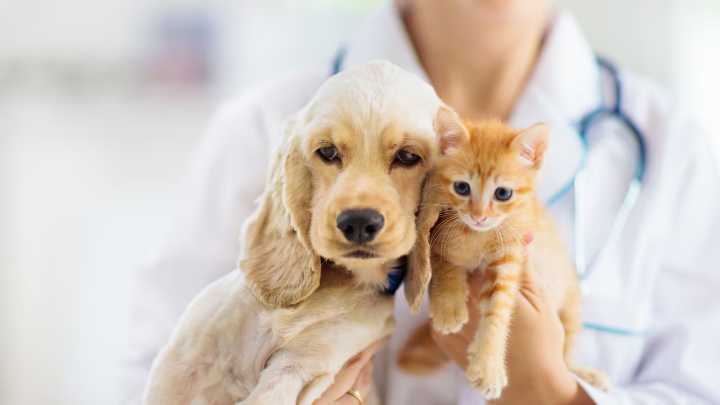 Veterinario conmueve en redes al explicarle a un perro cómo será su cirugía