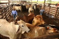 Los aranceles estadounidenses sobre Brasil remodelarán los flujos mundiales de comercio de carne, dicen los analistas