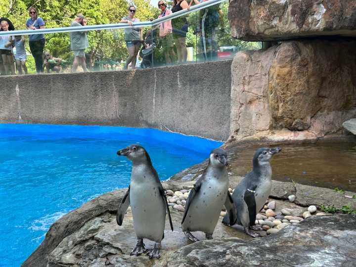 A Baker’s Dozen of New Humboldt Penguins Arrives at the Pittsburgh Zoo & Aquarium