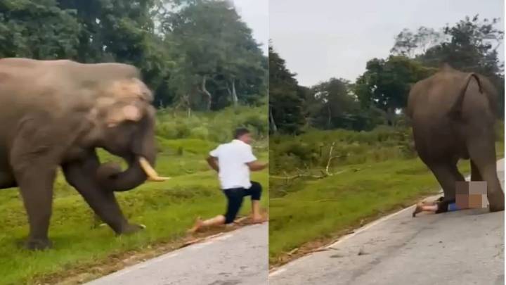 Turista es perseguido y pisoteado por un elefante tras intentar tomarse una ‘selfie’; ahora tendrá que pagar costosa multa