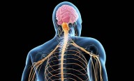 Una neuróloga confirmó que cada vez hay más casos de esclerosis múltiple en jóvenes