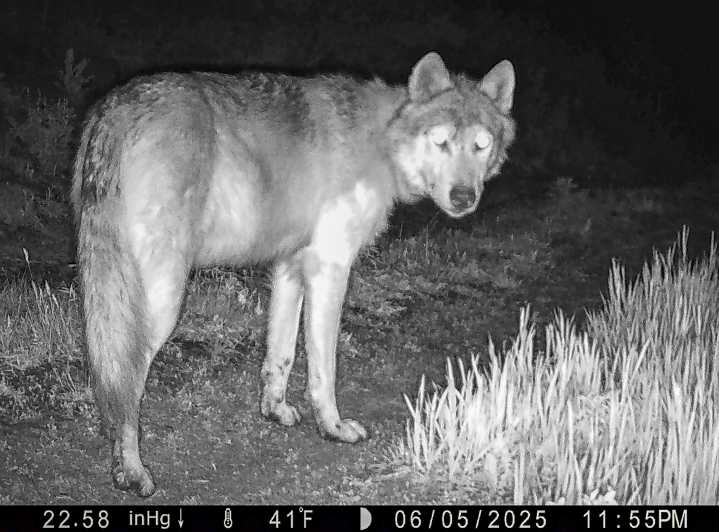 Western Slope lawmakers want to pause wolf reintroduction to make small dent in Colorado's $1 billion budget hole