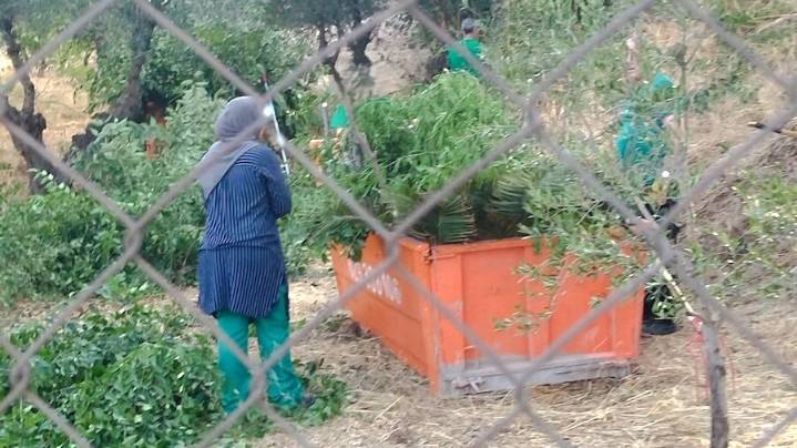 Denuncian que trabajadores del plan de empleo de Toledo limpian jardines privados