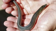Este es el pescado que pronto podría desaparecer por su consumo excesivo