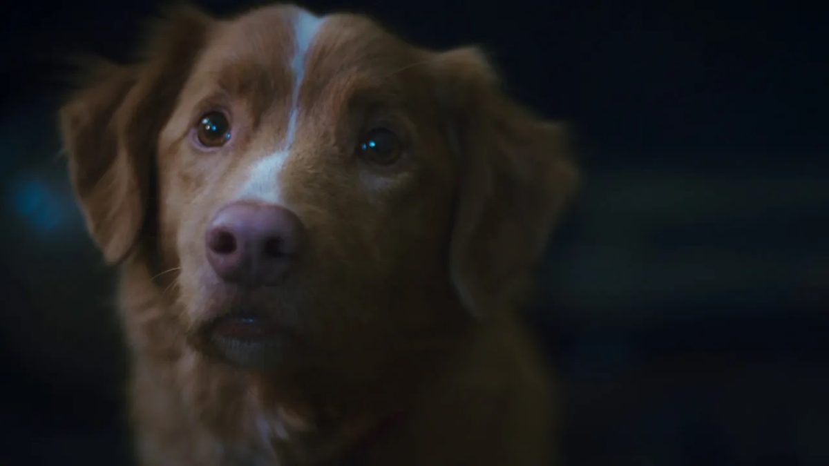 Ha recibido críticas muy positivas y está protagonizada por un adorable perrito, pero esta película no es lo que parece