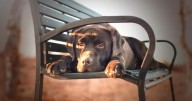 7 Things Every Labrador Retriever Owner Should Know Before Bringing One Home