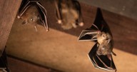 Hundreds of Grand Teton National Park visitors may have been exposed to rabies