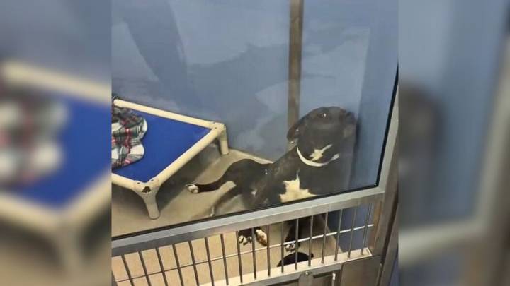 After Years Inside A Kennel, Arizona Dog’s Reaction To Being Noticed Left Everyone Speechless