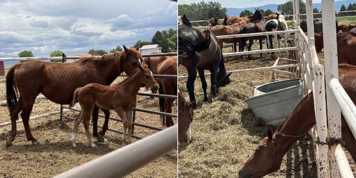 Colorado man charged with 84 counts of animal abuse, 79 horses rescued