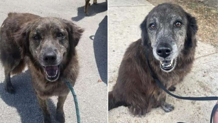 Tears of Joy As Lost Pup From Texas Finally Finds His Way Back Into His Mom’s Arms
