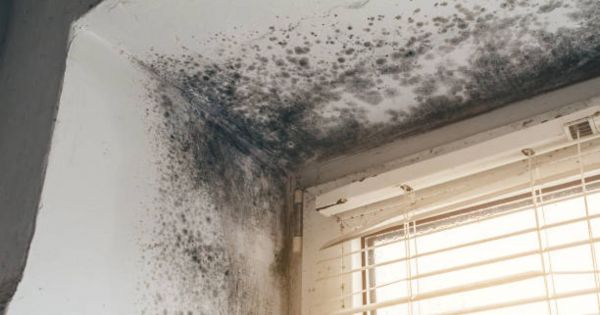 No es lavandina: el truco para quitar el moho y las manchas de humedad de la pared al instante