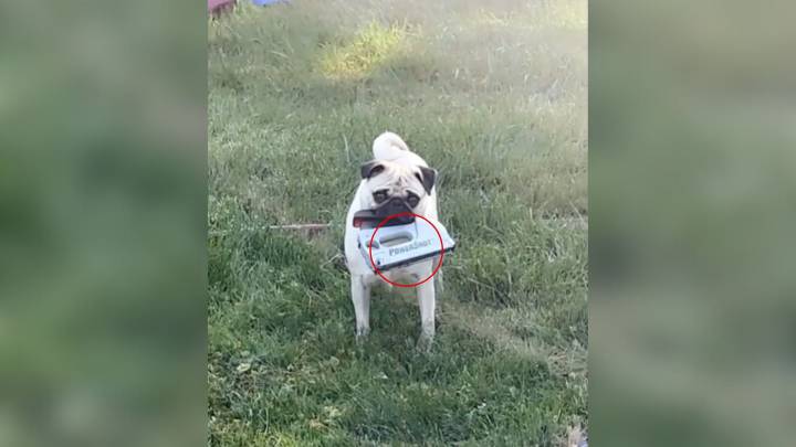 Michigan Pug Caught Carrying Something Dangerous And Causes Owner To Freak Out
