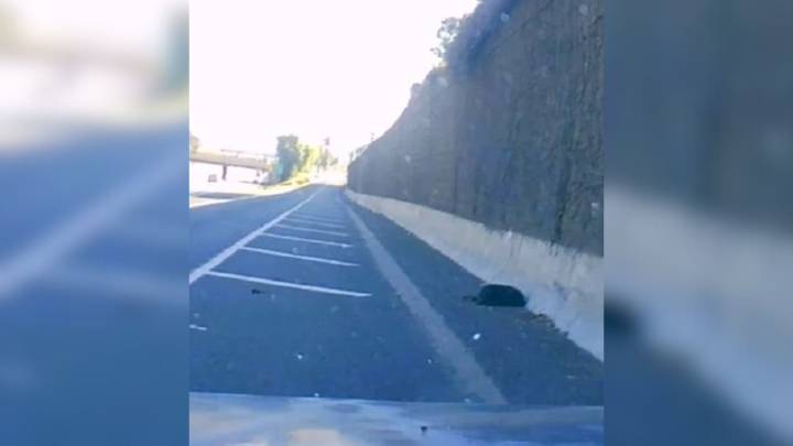 California Driver Slams On The Brakes When He Realizes A Dark Furry Creature Is Moving On The Freeway