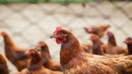 Una plaga insólita: 700 gallinas toman las calles de esta localidad costera