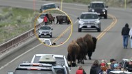 Turistas distraídos casi son aplastados por bisontes en Yellowstone