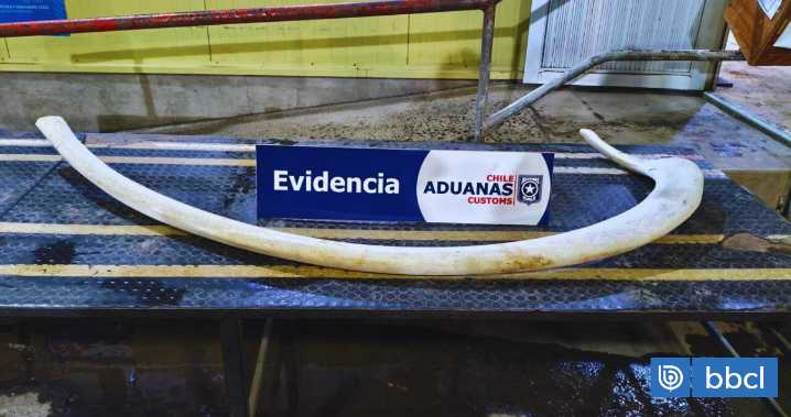 Aduanas decomisa costilla de ballena de dos metros que sujeto quiso ingresar al país desde Argentina