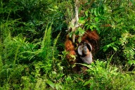 La demanda de casas rodantes impulsa la deforestación en la isla de Borneo, denuncian oenegés