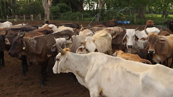 Ganaderos piden frenar importación de res centroamericana por brotes de gusano barrenador