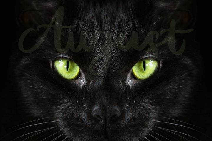 August ‘Cat Nights’ Has Begun – What Cat Owners Need to Know About This Feline Folklore