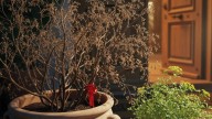 No es algo negativo: qué significa que tu planta de ruda se seque, según el Feng Shui