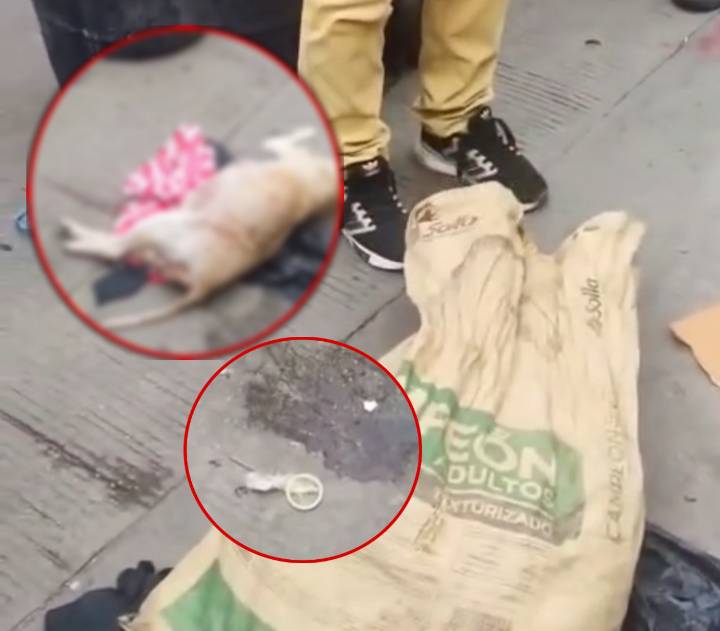 Perrita embarazada aparece muerta en contenedor de basura con signos de abuso sexual