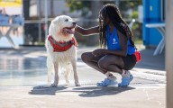 In Photos: Paws make a splash at Mayfair Pool
