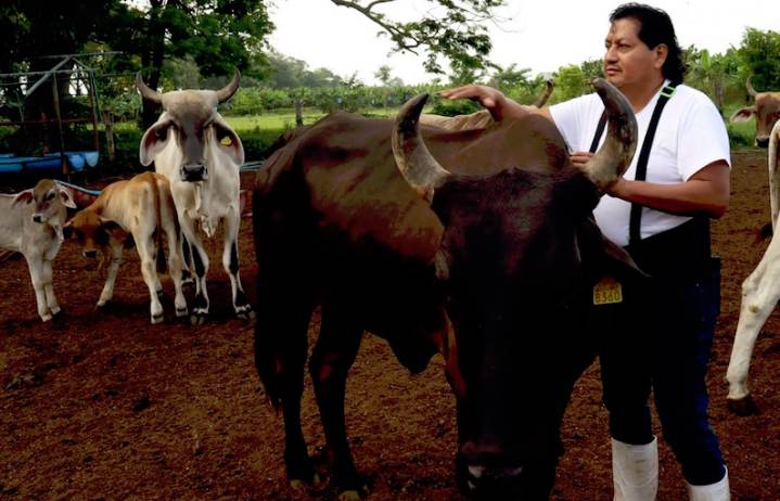 Ganaderos mexicanos enfrentan sobrecostos por gusano barrenador