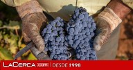Ya se vendimia la Tempranillo en DO La Mancha