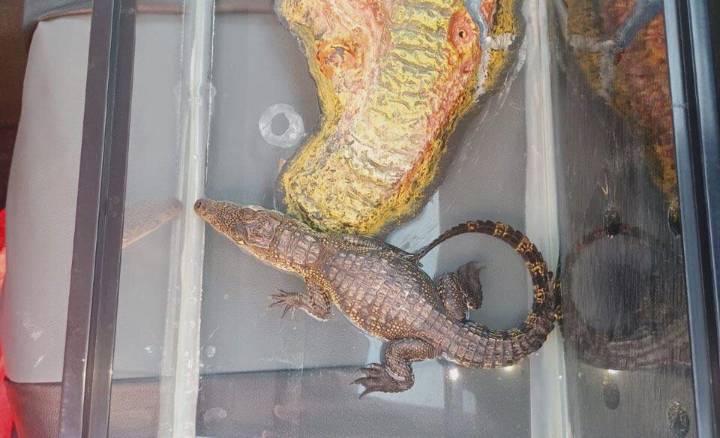 Detienen a hombre por venta de cocodrilo
