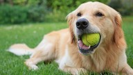 Juan Freire, educador canino, lo tiene claro: "Estas cinco razas no las recomiendo"