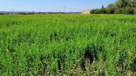 El incipiente forraje que se cultiva en Aragón: un 'abono verde' que aumenta un 150% en cinco años