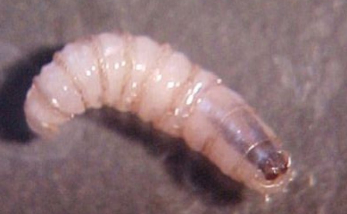 Contagios de gusano barrenador en humanos se extienden a Yucatán y Tabasco; suman cuatro entidades con casos confirmados