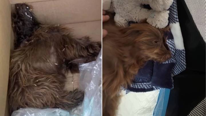 California Rescuers Find Disabled Pup In Heartbreaking Condition And Spring Into Action