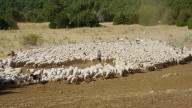 Recorrer el valle de Hecho rodeado de 1.500 ovejas: "Es un acercamiento sin edulcorantes a la vida del pastor"