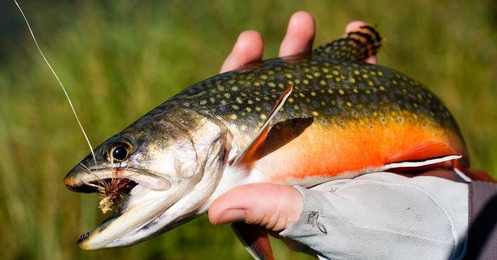 Upper Shields River closed to recreation as brook trout removal begins