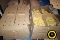 Incautaron pollitos bebé, carne y pescado en distintas rutas de Entre Ríos