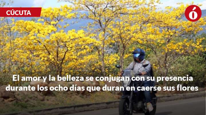 Cuando florecen los cañaguates Cúcuta luce más hermosa