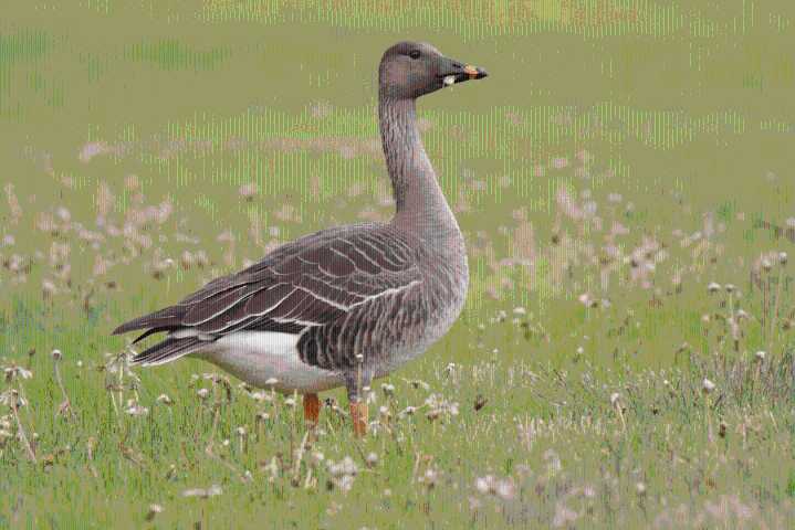 Aloft and lost: Here are the 5 ‘accidental’ bird sightings in Wyoming this year