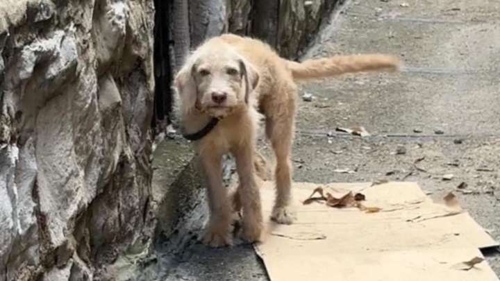 Missouri Puppy With Broken Leg Waits In The Bushes Hoping Someone Will Notice