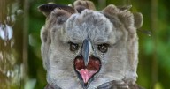 Tras 20 años, el águila harpía volvió a la selva argentina
