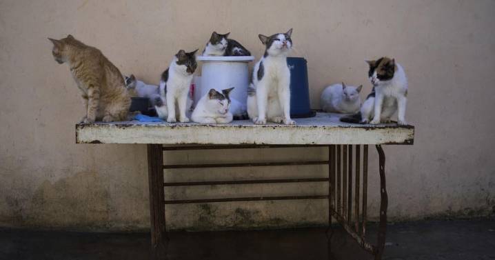 Cuban animal lovers struggle to feed stray cats and dogs as economic crisis bites |