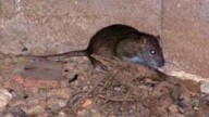 Malestar por la presencia de ratas en este barrio de Albacete: «Hay que ir con mil ojos»